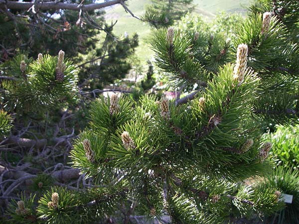 Pinus uncinata \ Haken-Kiefer, Spirke / Dwarf Mountain Pine, F Col de Lautaret Botan. Gar. 28.6.2008