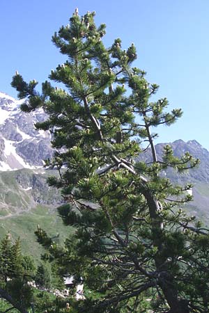 Pinus uncinata \ Haken-Kiefer, Spirke / Dwarf Mountain Pine, F Col de Lautaret Botan. Gar. 28.6.2008