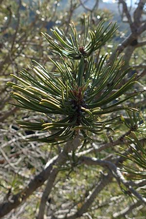 Pinus uncinata \ Haken-Kiefer, Spirke / Dwarf Mountain Pine, F Pyrenäen/Pyrenees, Puigmal 1.8.2018