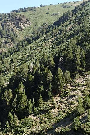 Pinus uncinata \ Haken-Kiefer, Spirke / Dwarf Mountain Pine, F Pyrenäen/Pyrenees, Puigmal 1.8.2018