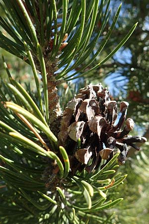Pinus uncinata \ Haken-Kiefer, Spirke / Dwarf Mountain Pine, F Pyrenäen/Pyrenees, Puigmal 1.8.2018