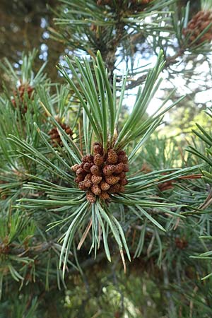 Pinus uncinata \ Haken-Kiefer, Spirke / Dwarf Mountain Pine, F Pyrenäen/Pyrenees, Segre - Schlucht / Gorge 2.8.2018