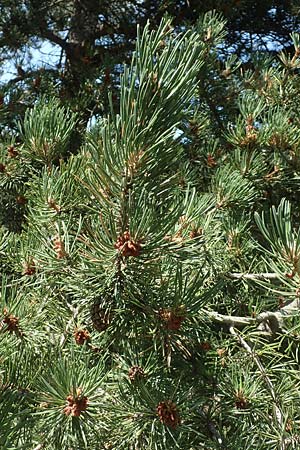Pinus uncinata \ Haken-Kiefer, Spirke / Dwarf Mountain Pine, F Pyrenäen/Pyrenees, Segre - Schlucht / Gorge 2.8.2018