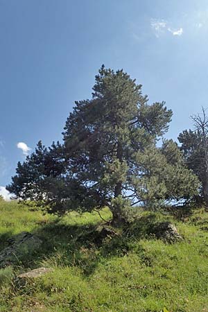 Pinus uncinata \ Haken-Kiefer, Spirke / Dwarf Mountain Pine, F Pyrenäen/Pyrenees, Segre - Schlucht / Gorge 2.8.2018