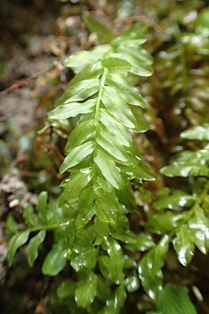 Plagiomnium undulatum ? \ Gewelltbl&auml;ttriges Sternmoos / Hart's-Tongue Thyme Moss, F Pyren&auml;en/Pyrenees, Gorges de la Fou 10.8.2018