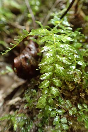 Plagiomnium undulatum ? \ Gewelltbl&auml;ttriges Sternmoos / Hart's-Tongue Thyme Moss, F Pyren&auml;en/Pyrenees, Gorges de la Fou 10.8.2018