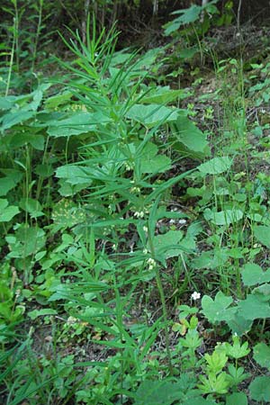 Polygonatum verticillatum \ Quirlblttrige Weiwurz / Whorled Solomon's Seal, F Allevard 11.6.2006