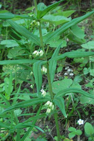 Polygonatum verticillatum \ Quirlblttrige Weiwurz / Whorled Solomon's Seal, F Allevard 11.6.2006
