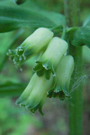 Polygonatum verticillatum \ Quirlblttrige Weiwurz / Whorled Solomon's Seal, F Allevard 11.6.2006