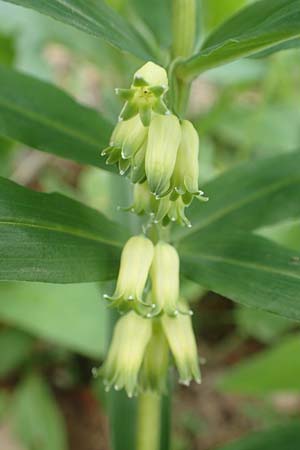 Polygonatum verticillatum \ Quirlblttrige Weiwurz / Whorled Solomon's Seal, F Vogesen/Vosges, Grand Ballon 18.6.2019