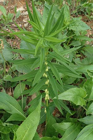 Polygonatum verticillatum \ Quirlblttrige Weiwurz / Whorled Solomon's Seal, F Vogesen/Vosges, Grand Ballon 18.6.2019