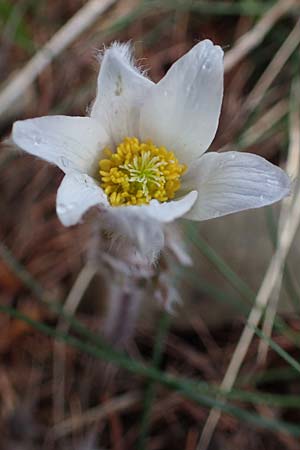 Pulsatilla vernalis \ Frhlings-Kuhschelle, Pelz-Anemone / Spring Pasque-Flower, F Col de Gleize 29.4.2023