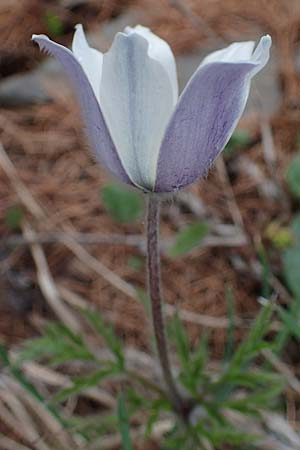 Pulsatilla vernalis \ Frhlings-Kuhschelle, Pelz-Anemone / Spring Pasque-Flower, F Col de Gleize 29.4.2023