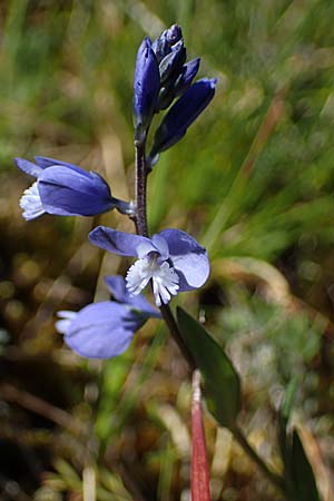 Polygala vulgaris \ Gewhnliche Kreuzblume, Gewhnliches Kreuzblmchen / Common Milkwort, F Caussols 2.5.2023