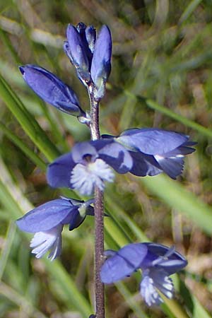 Polygala vulgaris \ Gewhnliche Kreuzblume, Gewhnliches Kreuzblmchen / Common Milkwort, F Caussols 2.5.2023