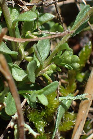 Polygala vulgaris \ Gewhnliche Kreuzblume, Gewhnliches Kreuzblmchen / Common Milkwort, F Caussols 2.5.2023