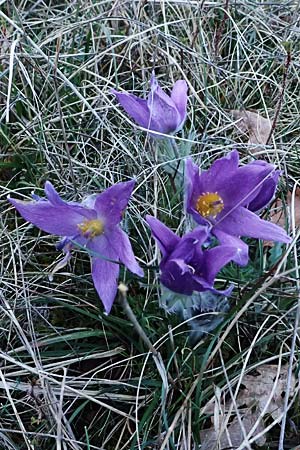 Pulsatilla vulgaris \ Kuhschelle, Khchenschelle / Common Pasque-Flower, F Dijon 17.3.2024