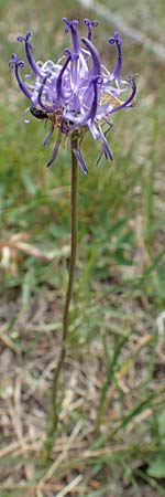 Phyteuma hemisphaericum \ Halbkugelige Teufelskralle / Horned Rampion, F Pyrenäen/Pyrenees, Mont Llaret 31.7.2018
