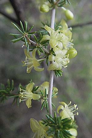 Asparagus acutifolius \ Strauchiger Spargel / Sharp-Leaved Asparagus, F Pyren&auml;en/Pyrenees, Eus 14.8.2006