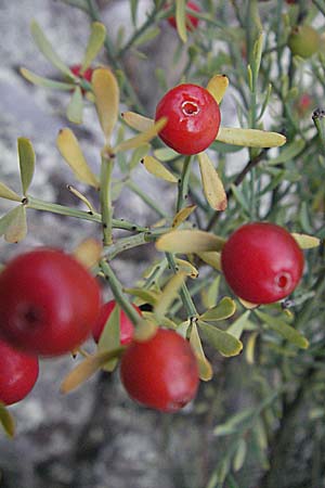 Osyris alba \ Weier Harnstrauch / Poet's Cassia, F Pyrenäen/Pyrenees, Eus 14.8.2006