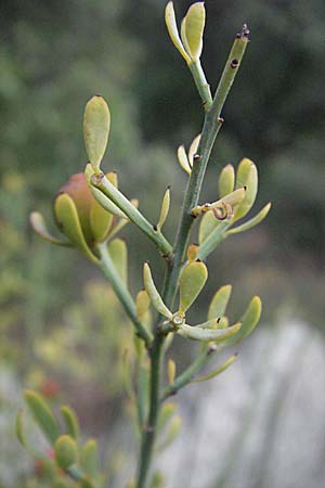 Osyris alba \ Weier Harnstrauch / Poet's Cassia, F Pyrenäen/Pyrenees, Eus 14.8.2006