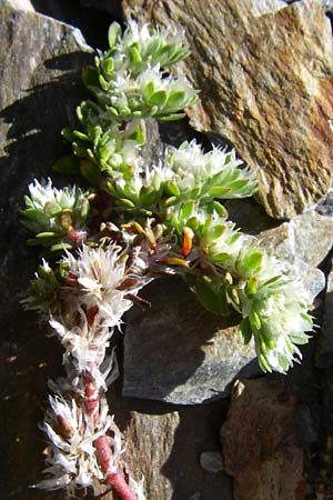 Paronychia polygonifolia \ Kn&ouml;terich-Nagelkraut / Knotgrass-Leaved Nailwort, F Pyren&auml;en/Pyrenees, Err 26.6.2008