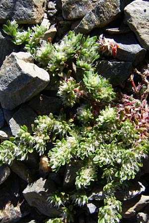 Paronychia polygonifolia \ Kn&ouml;terich-Nagelkraut / Knotgrass-Leaved Nailwort, F Pyren&auml;en/Pyrenees, Err 26.6.2008