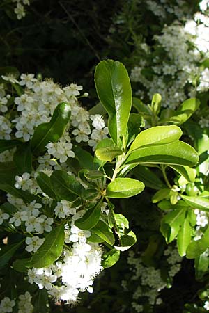Pyrus spinosa \ Mandelbl�ttrige Birne / Almond-Leaved Pear, F Le Rozier (Tarn) 28.5.2009
