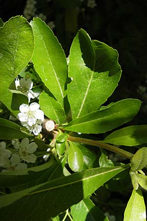 Pyrus spinosa \ Mandelbl�ttrige Birne / Almond-Leaved Pear, F Le Rozier (Tarn) 28.5.2009