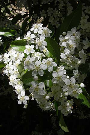 Pyrus spinosa \ Mandelbl�ttrige Birne / Almond-Leaved Pear, F Le Rozier (Tarn) 28.5.2009