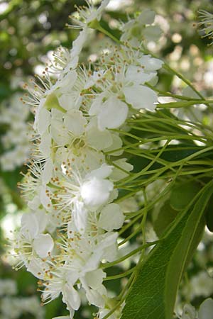 Pyrus spinosa \ Mandelbl�ttrige Birne / Almond-Leaved Pear, F Le Rozier (Tarn) 28.5.2009