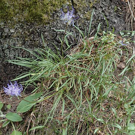 Phyteuma hemisphaericum \ Halbkugelige Teufelskralle / Horned Rampion, F Pyrenäen/Pyrenees, Canigou 24.7.2018