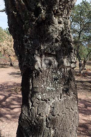 Quercus suber \ Kork-Eiche / Cork Oak, F Maures, Les Mayons 8.10.2021