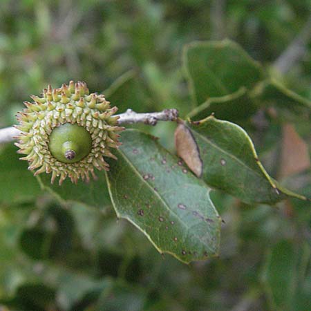 Quercus coccifera \ Kermes-Eiche, Stech-Eiche / Kermes Oak, F Pyrenäen/Pyrenees, Eus 14.8.2006