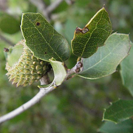 Quercus coccifera \ Kermes-Eiche, Stech-Eiche / Kermes Oak, F Pyrenäen/Pyrenees, Eus 14.8.2006