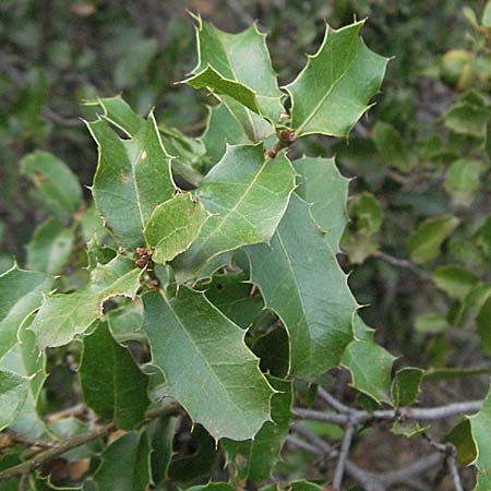 Quercus coccifera \ Kermes-Eiche, Stech-Eiche / Kermes Oak, F Pyrenäen/Pyrenees, Eus 14.8.2006