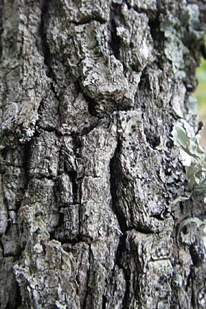 Quercus pubescens \ Flaum-Eiche / White Oak, F Pyrenäen/Pyrenees, Eus 14.8.2006