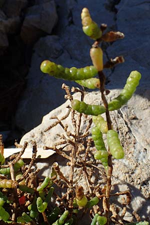 Salicornia europaea \ Europischer Queller / Common Glasswort, F Martigues 8.10.2021