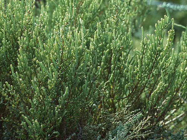 Salicornia europaea \ Europischer Queller / Common Glasswort, F Camargue 24.9.1994