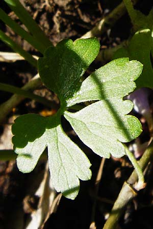 Ranunculus pleiophyllus \ Vollblttriger Gold-Hahnenfu / Filled-Leaved Goldilocks, F Ostheim 18.4.2015