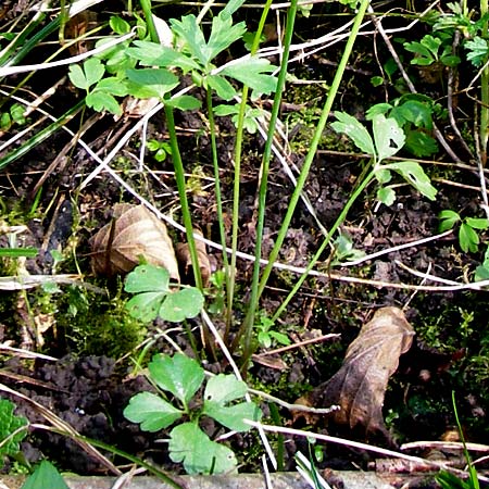 Ranunculus subglechomoides \ Gundermannbl&auml;ttriger Gold-Hahnenfu� / Ground-Ivy-Leaved Goldilocks, F Westhouse 18.4.2015