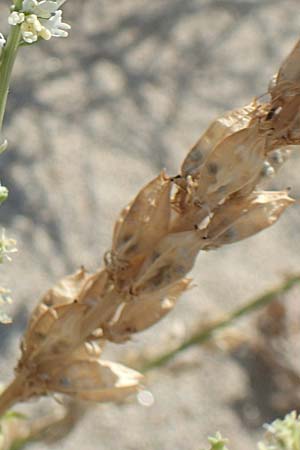 Reseda alba \ Weie Resede / White Mignonette, F Canet-en-Roussillon 27.7.2018