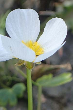 Ranunculus aquatilis \ Gewhnlicher Wasser-Hahnenfu / Common Water Crowfoot, White Water Crowfoot, F Sermoyer 4.5.2023