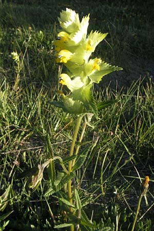 Rhinanthus alectorolophus \ Zottiger Klappertopf / Greater Yellow-Rattle, F Serres 10.6.2006