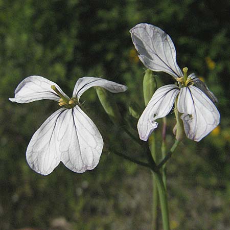 Raphanus raphanistrum subsp. raphanistrum \ Hederich, Acker-Rettich / Wild Radish, F Allevard 11.6.2006