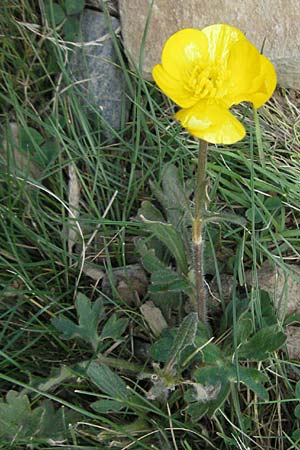 Ranunculus bulbosus \ Knolliger Hahnenfu / Bulbous Buttercup, F Pyrenäen/Pyrenees, Eyne 9.8.2006