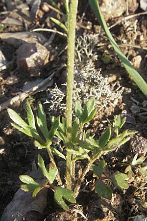Ranunculus paludosus \ Kerbel-Hahnenfu�, T&uuml;mpel-Hahnenfu� / Fan-Leaved Buttercup, Jersey Buttercup, F Maures,  Bois de Rouquan 12.5.2007