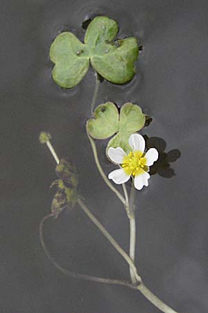 Ranunculus peltatus ? \ Schild-Wasser-Hahnenfu / Pond Water Crowfoot, F Mauguio 13.5.2007