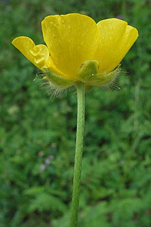 Ranunculus lanuginosus \ Wolliger Hahnenfu / Woolly-Leaved Buttercup, F Corbières, Talairan 13.5.2007