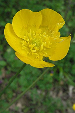 Ranunculus lanuginosus \ Wolliger Hahnenfu / Woolly-Leaved Buttercup, F Corbières, Talairan 13.5.2007